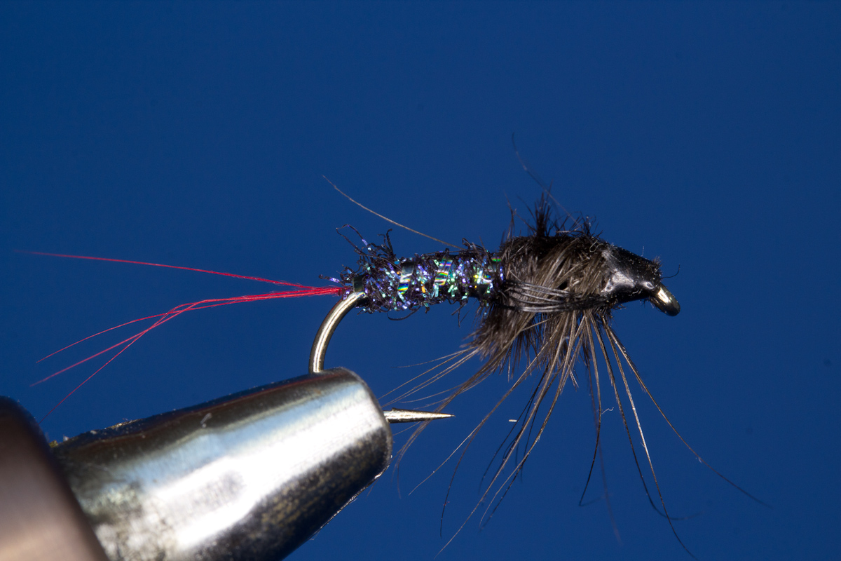 Black Nymph
