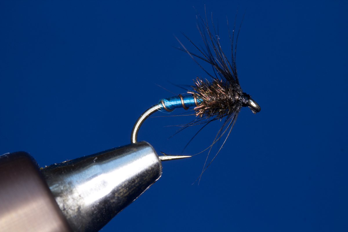Cairns Nymph