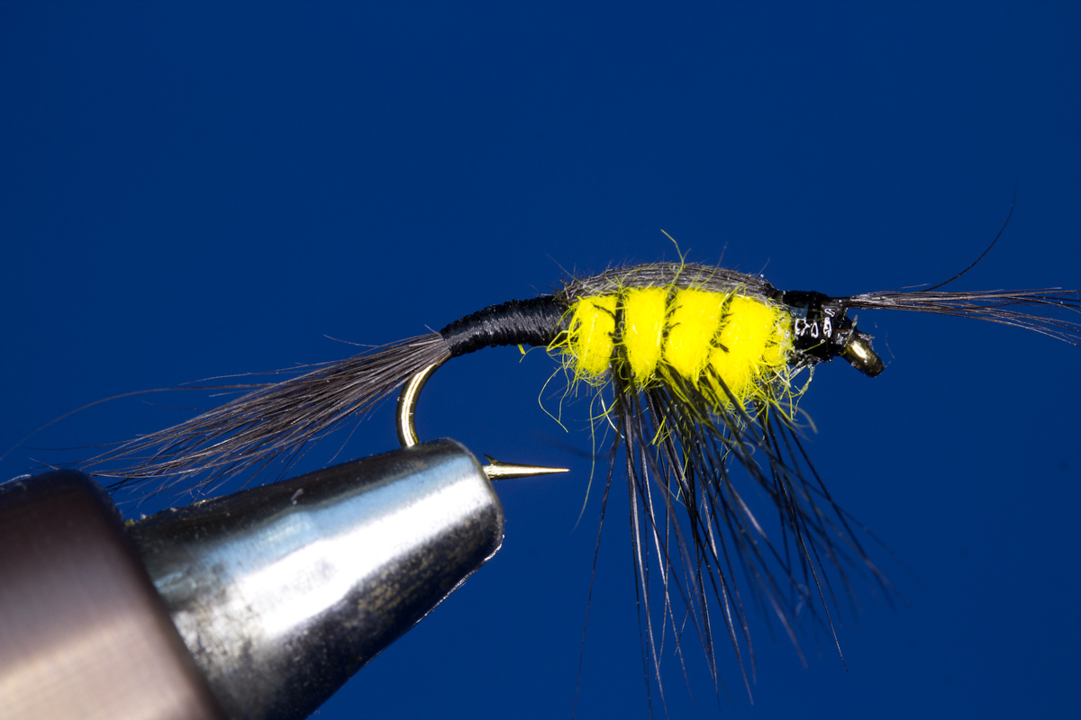 Montana Nympe