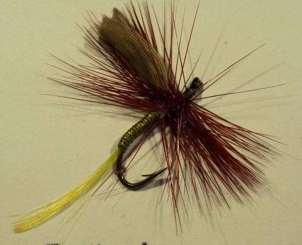 Patria Gold/Bordeaux