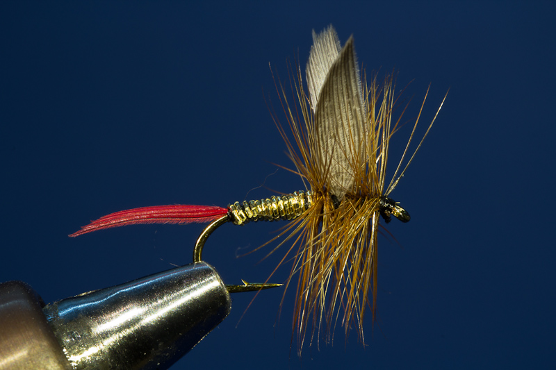Patria Gold - Braun