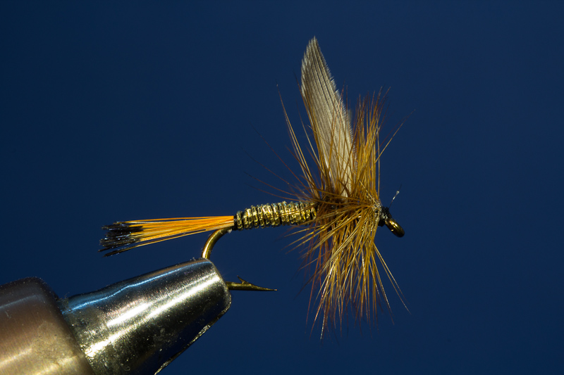 Patria Gold-Braun