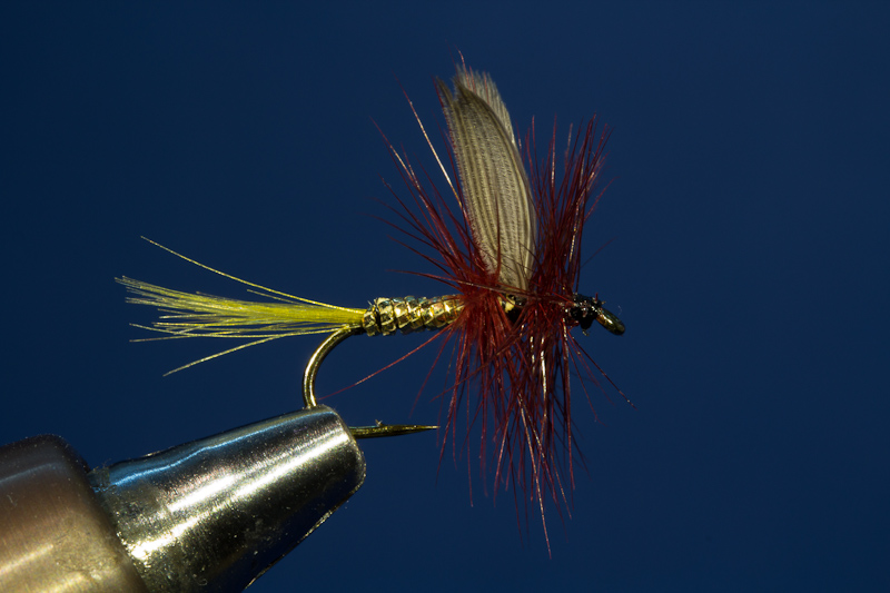 Patria Gold-Bordeaux