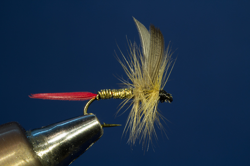 Patria Ginger - Gold