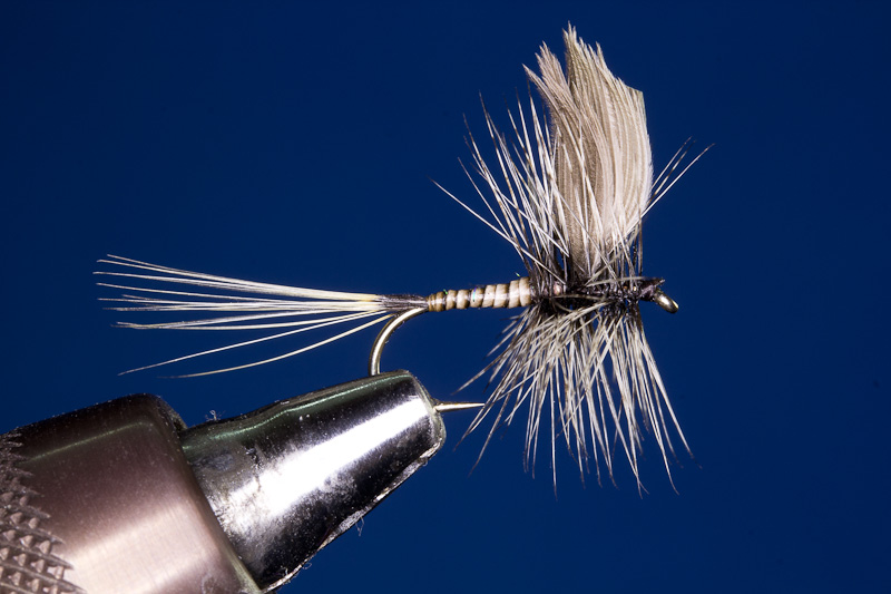 Badger Quill