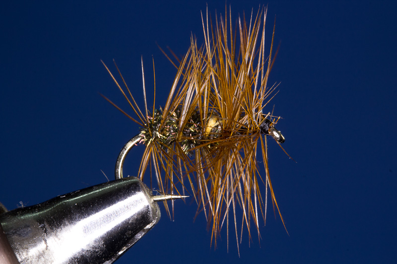 Orange Bumble