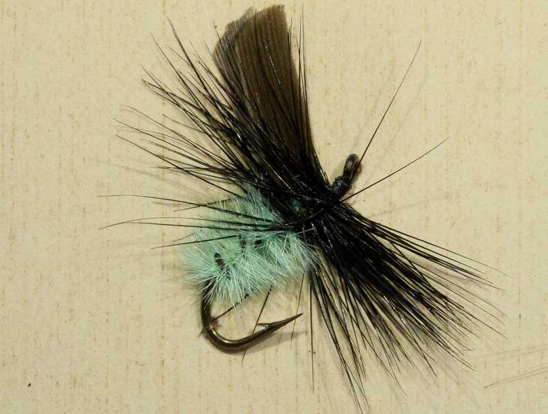 House Fly