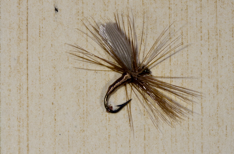 Brown Midge