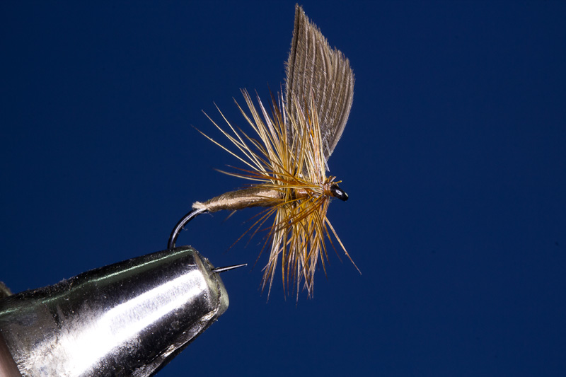 Brown Midge - braune M�cke