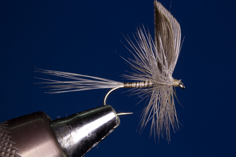 Iron Blue Quill