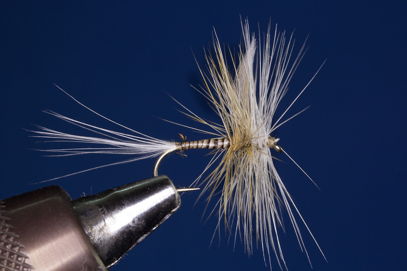 Ginger Quill