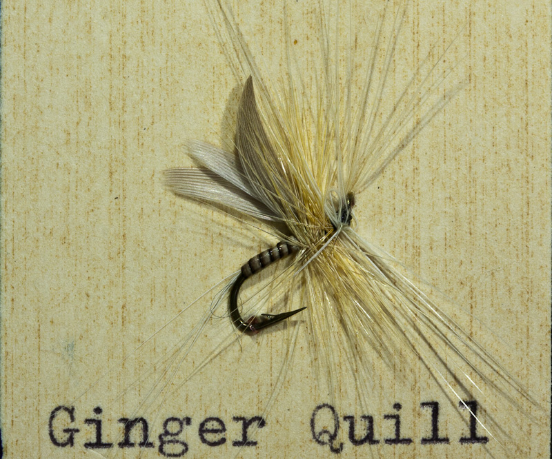Ginger Quill