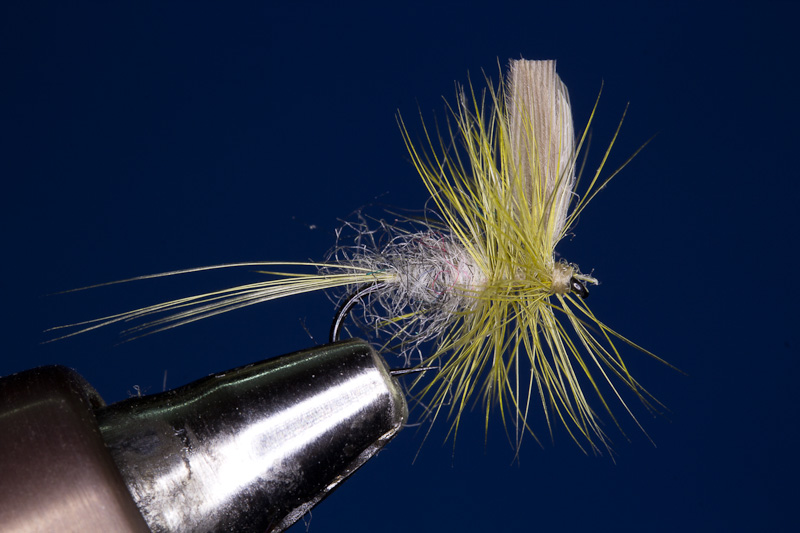 Rough Olive