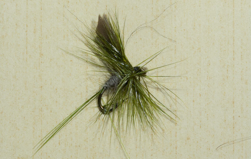 Rough Olive