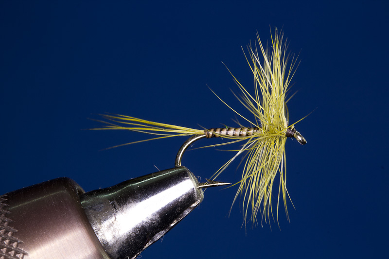 Olive Upright - Olive Aufrechte